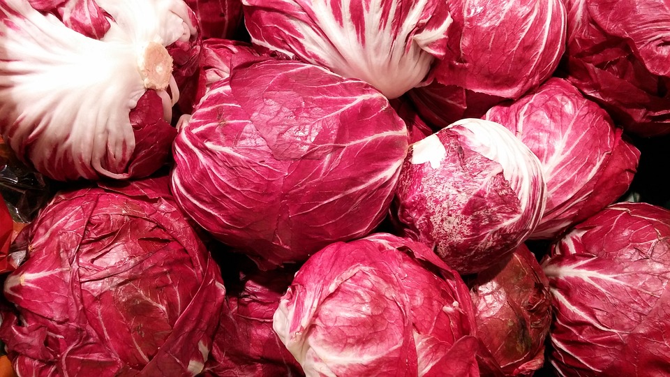Il radicchio rosso di Treviso: tradizione e innovazione